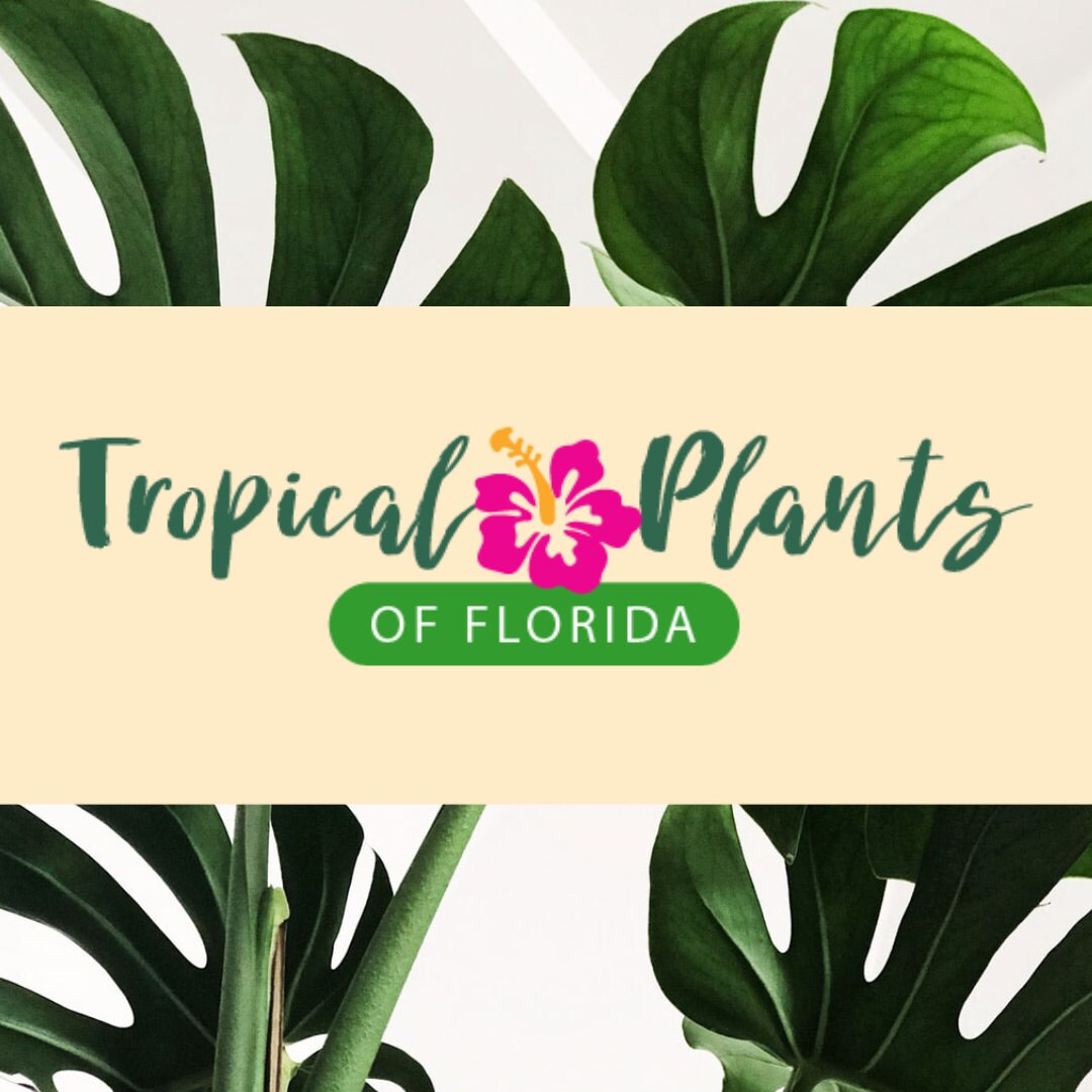 Tropical Plants of Florida Flowers Foliage by TropicalPlantsofFL