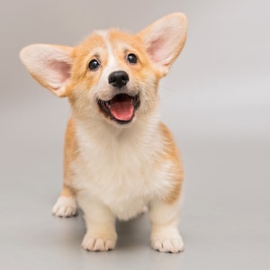 Pembroke Corgi Valentine Card PNG, 5 Variations, Dog Happy Valentines ...