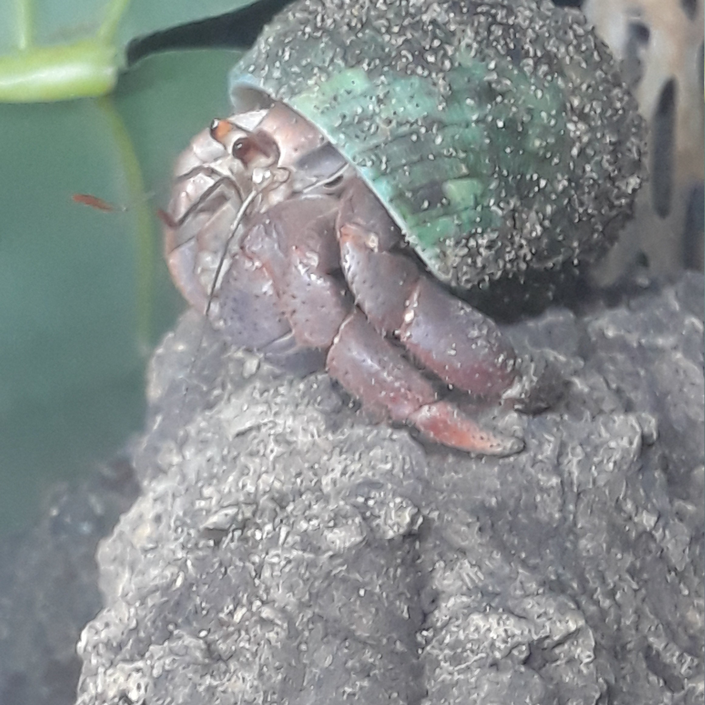 Hermit Crab Shell Donation - Etsy