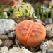 Yongquan LITHOPS