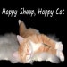 CatsLoveEwe