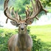 Big Buck Organics