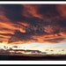 IrisYorkPhotos