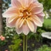 Bev Remillard