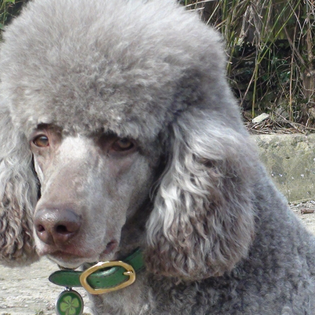 Poodle collars and leads Clearance
