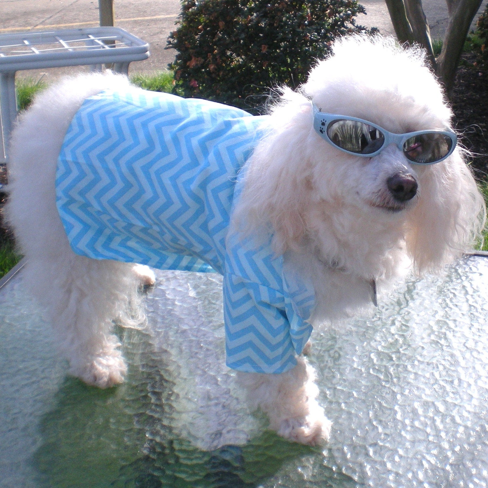 Bikini perro traje de baño para perros de baño para Etsy