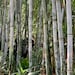 Tropical Bamboo Nursery and Gardens