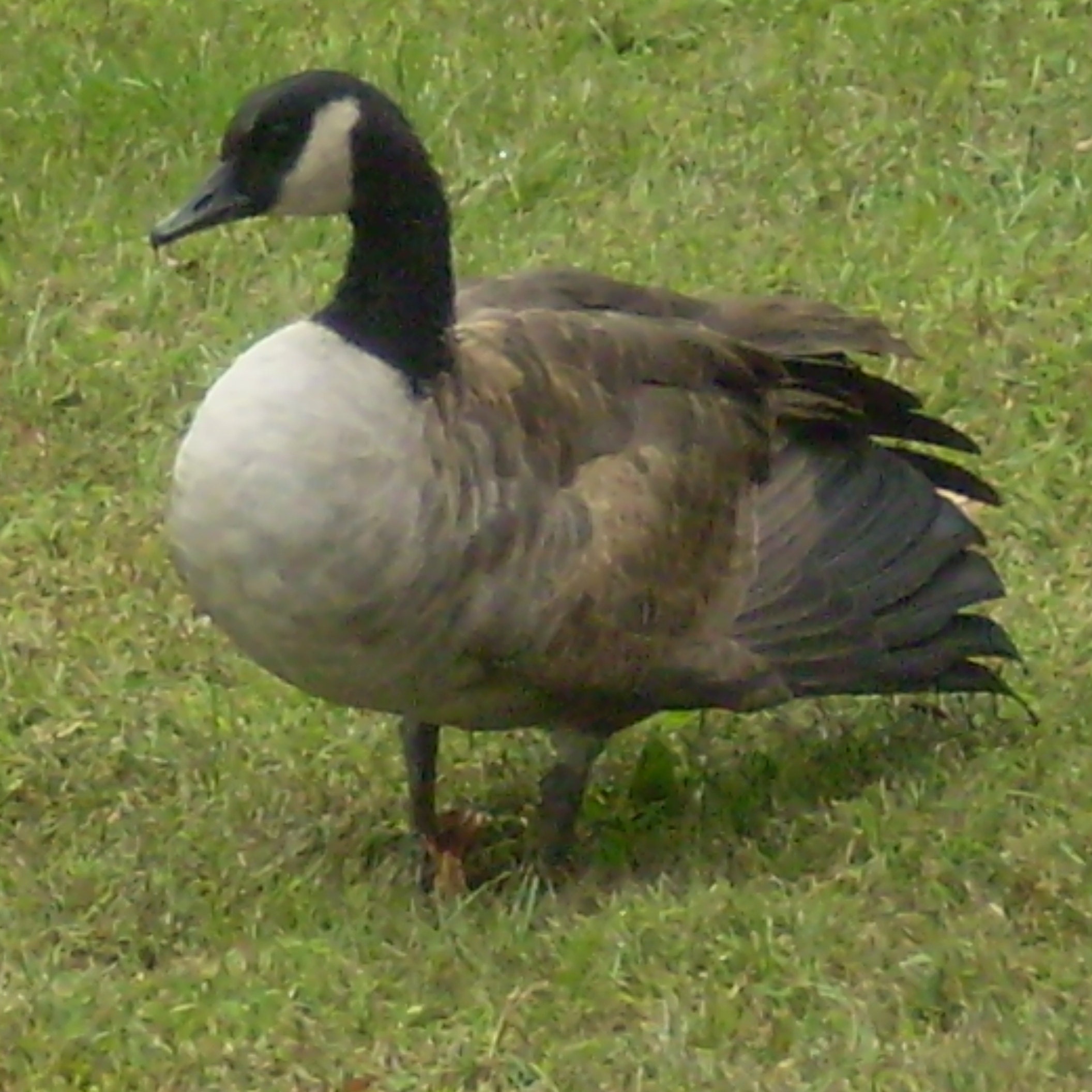 Guests and Students Watching the Culver Summer Naval School Cutters in