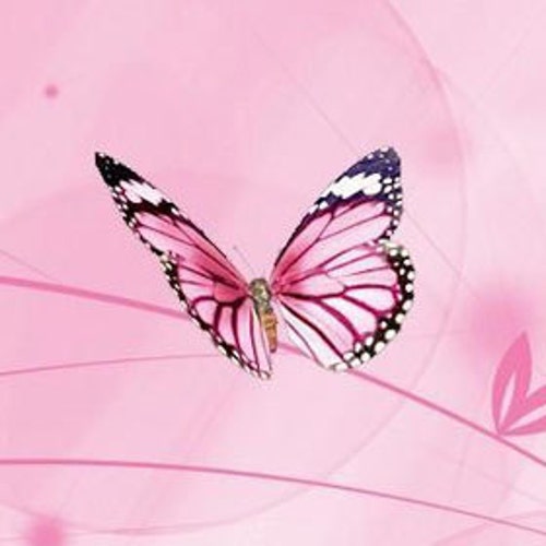 EmbroideryIBoutique store logo
