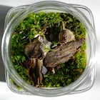 TerrariumsDesigns