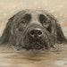 John Silver