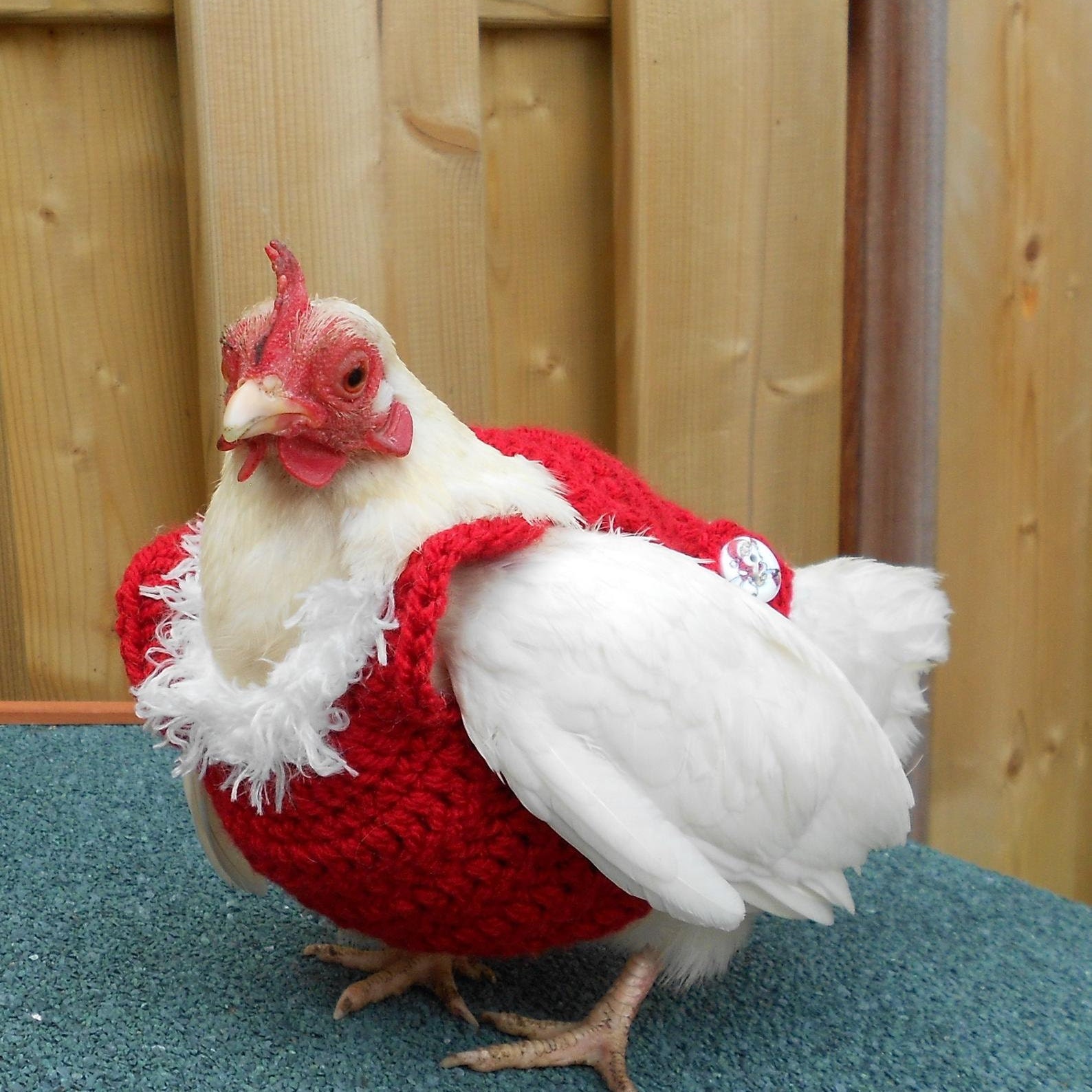 chooks warm boots