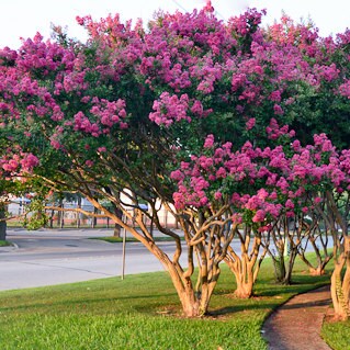 Tuscarora Crape Myrtle Trees Spectacular Pink Blooms All Summer