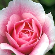 shamrock rose teddy bear supplies