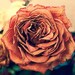 CopperRoseCanvas