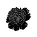 Black Peony