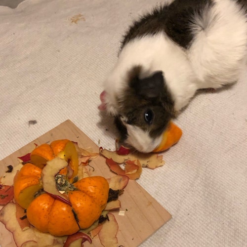 Ambrosia Jerky for Guinea Pigs Other Small Pets Etsy Canada