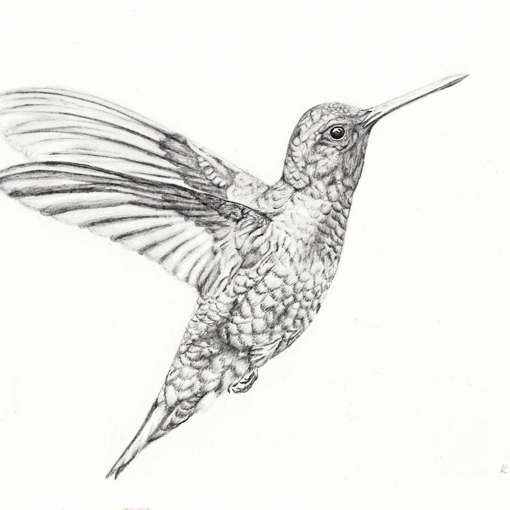 Televisor Loco Gancho Colibri Dibujo A Lapiz Cintura Gracias Destello