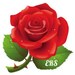 Vallee Rose