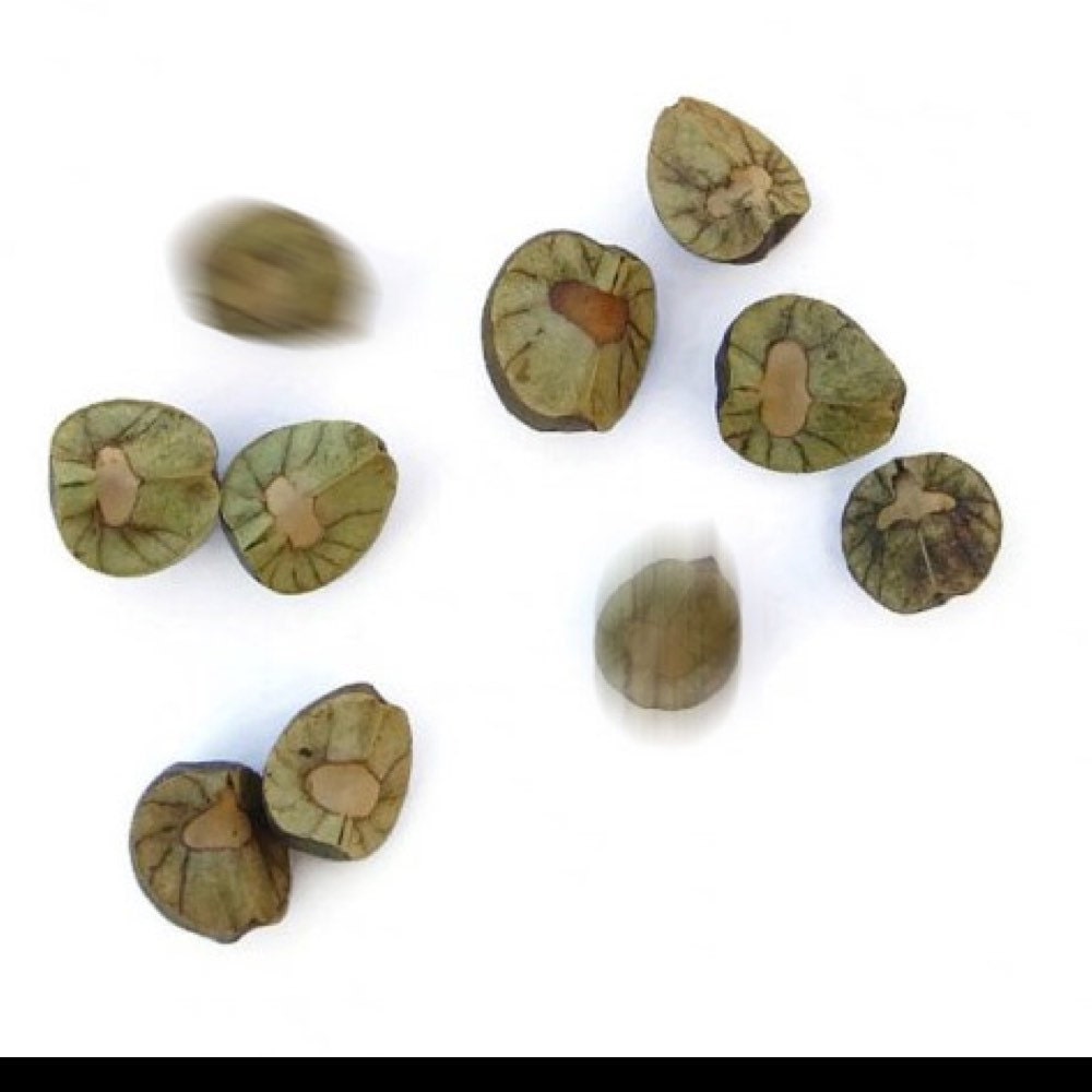 mexican jumping beans for sale by AmazingJumpingBeans on Etsy