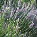 PrettyToughPlants