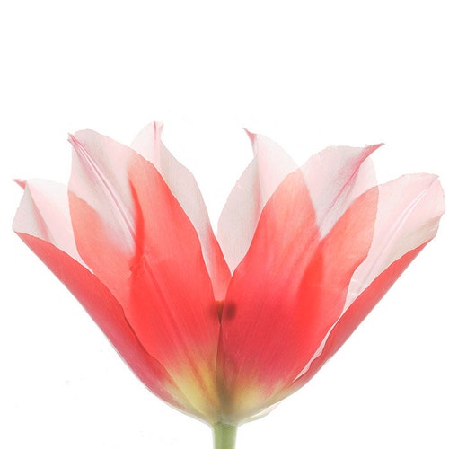 Fine Art Photographs And Scanned Botanicals By Judystalus On Etsy