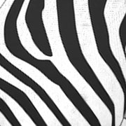 ZebraPress