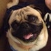 Courtney Hansel the Pug's Mom Kinggard