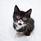 TinyKittensHQ