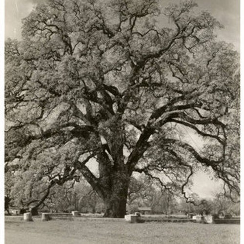 OakHillAntiquesArt Etsy