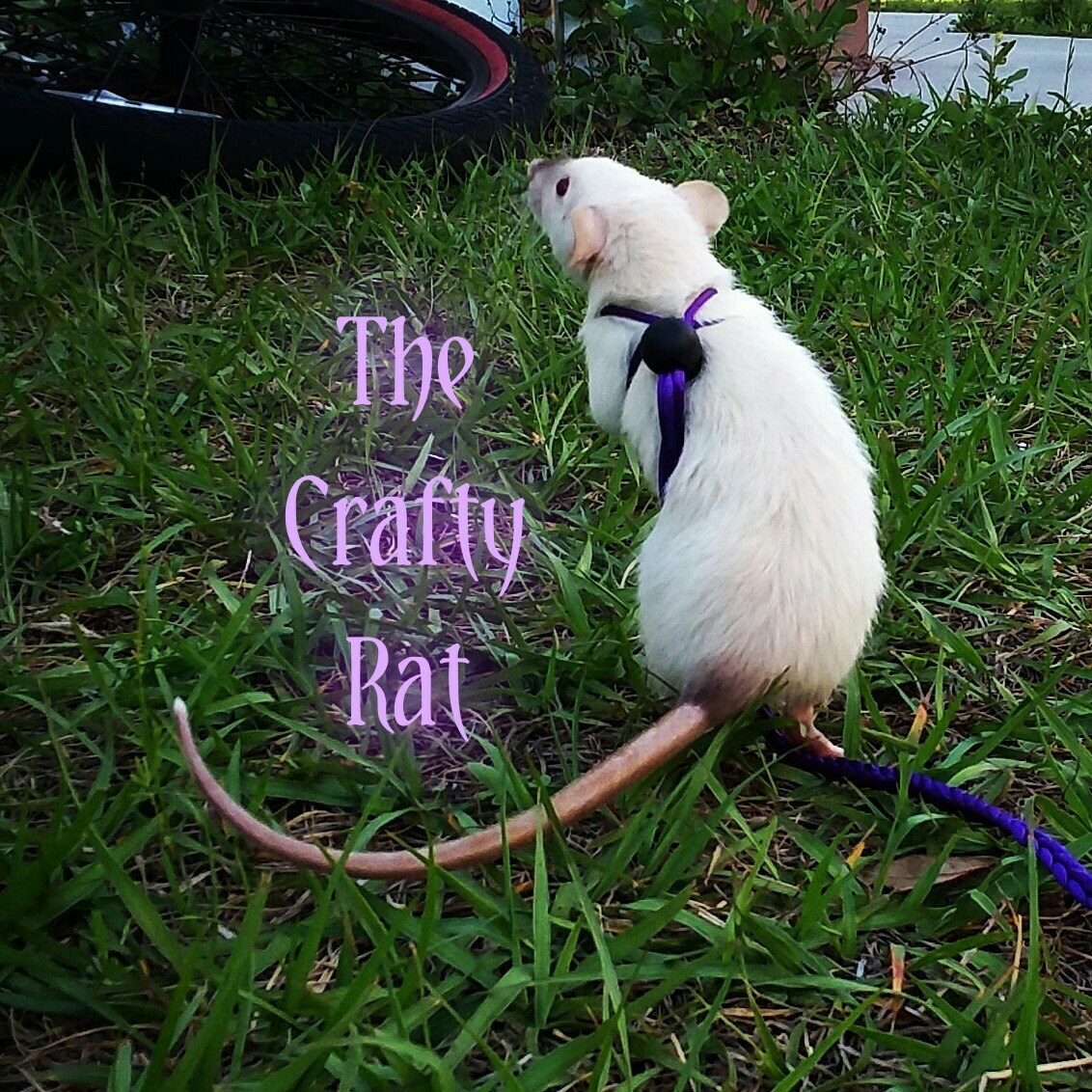 rats on leashes