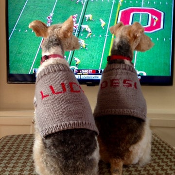 Harvard dog clearance sweater