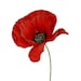 ArmenianSpirit store logo