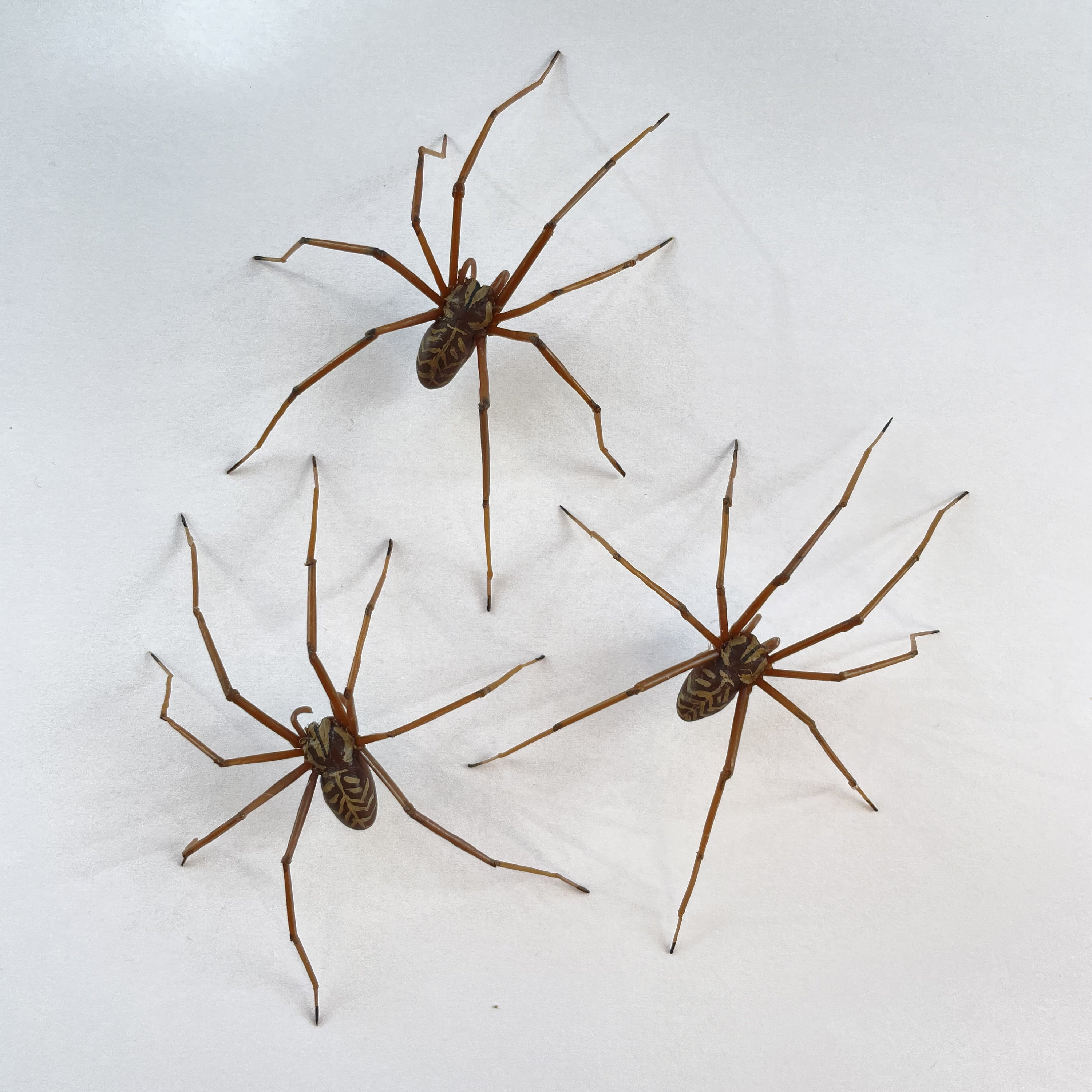 Daddy Long Legs Spider Craft – The Pinterested Parent