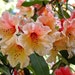 Rhododendrons and More, LLC