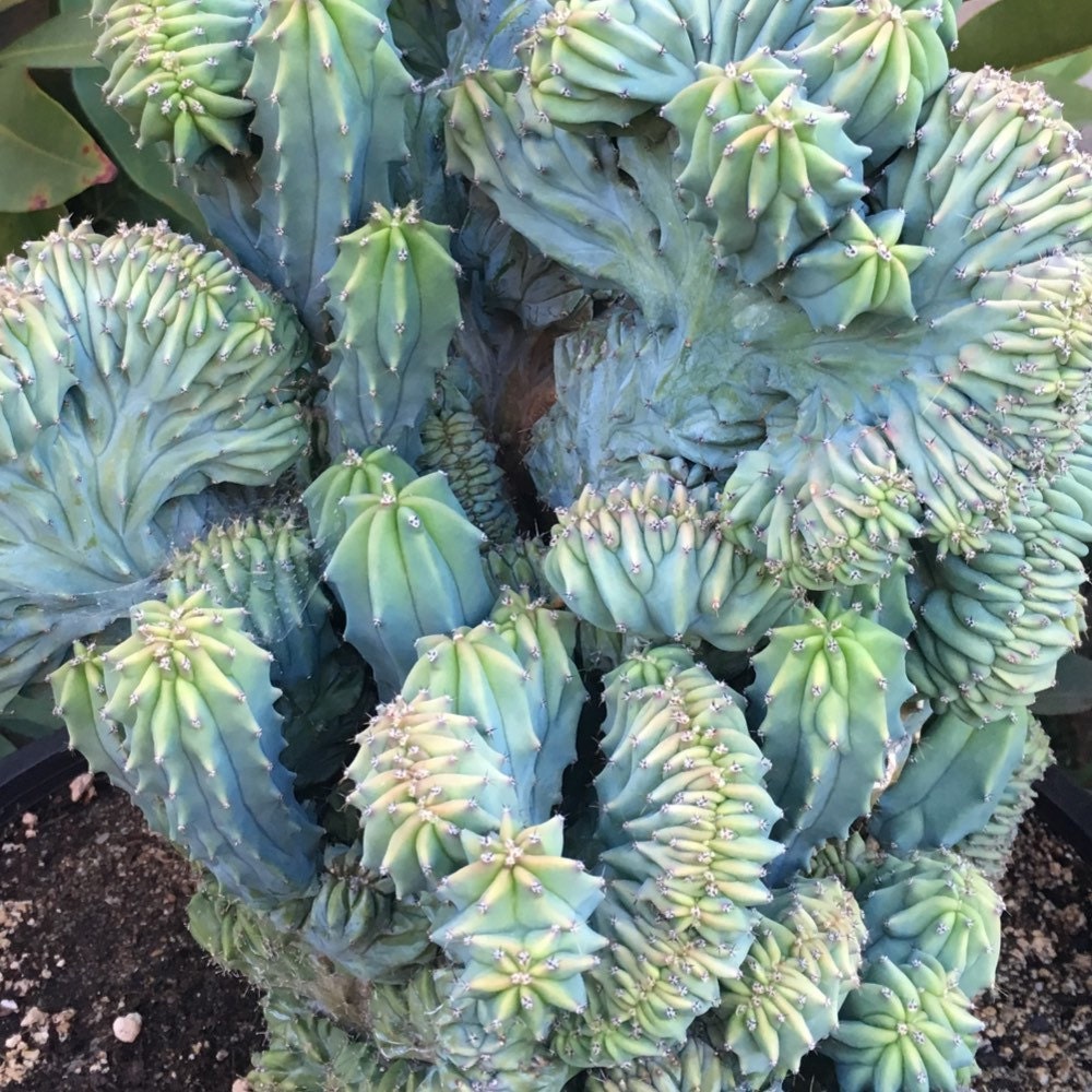 Monalisasplants Etsy