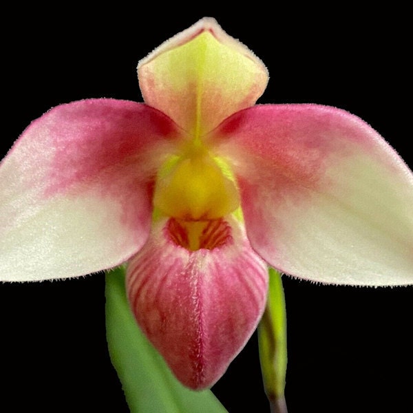 Eplc. Jackie Bright 'Hilo Stars' (Lc. Gold Digger x Epi. randii) : r/orchids