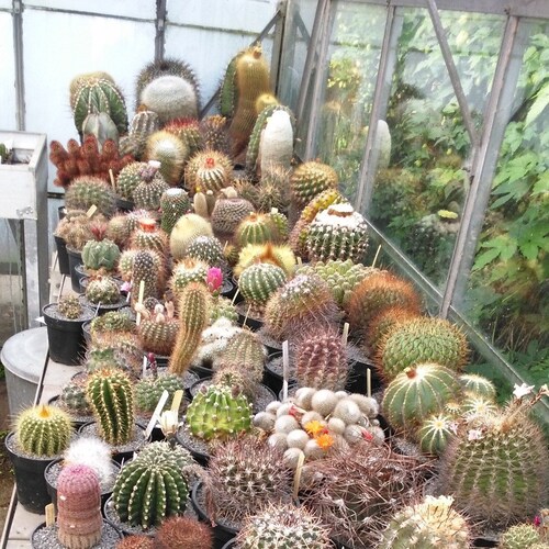 Cactusseedshop store logo