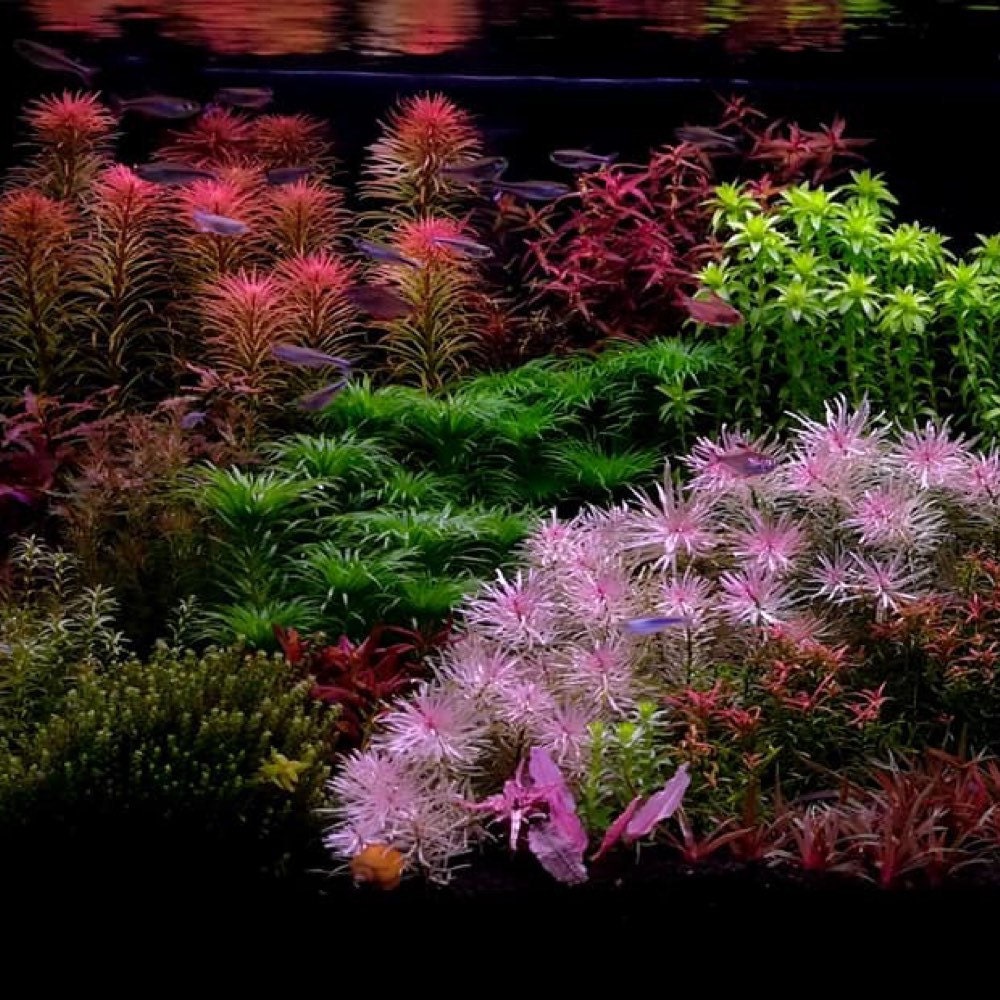 Plantes aquatiques Triops : Les 5 meilleures plantes - Triops Galaxy