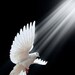 Yemaya boze oog goed geluk armband pols van Yemaya tegen het Harten van Chango Seed Corazon de Chango Cayajabo Guacalote