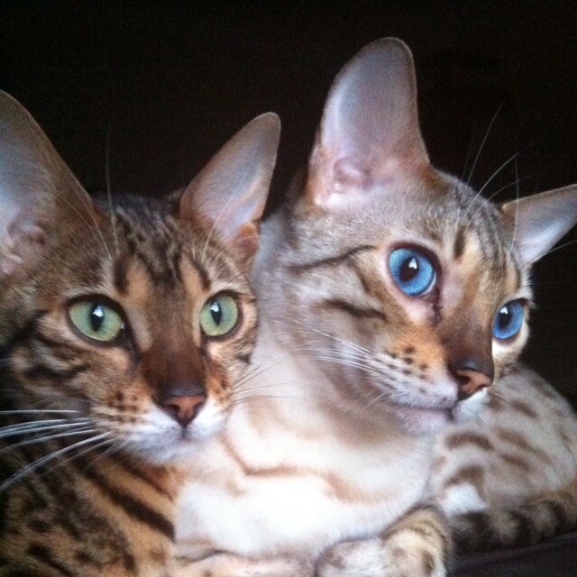 Butterfly Cat Jackets Walking Harness by ButterflyCatJackets