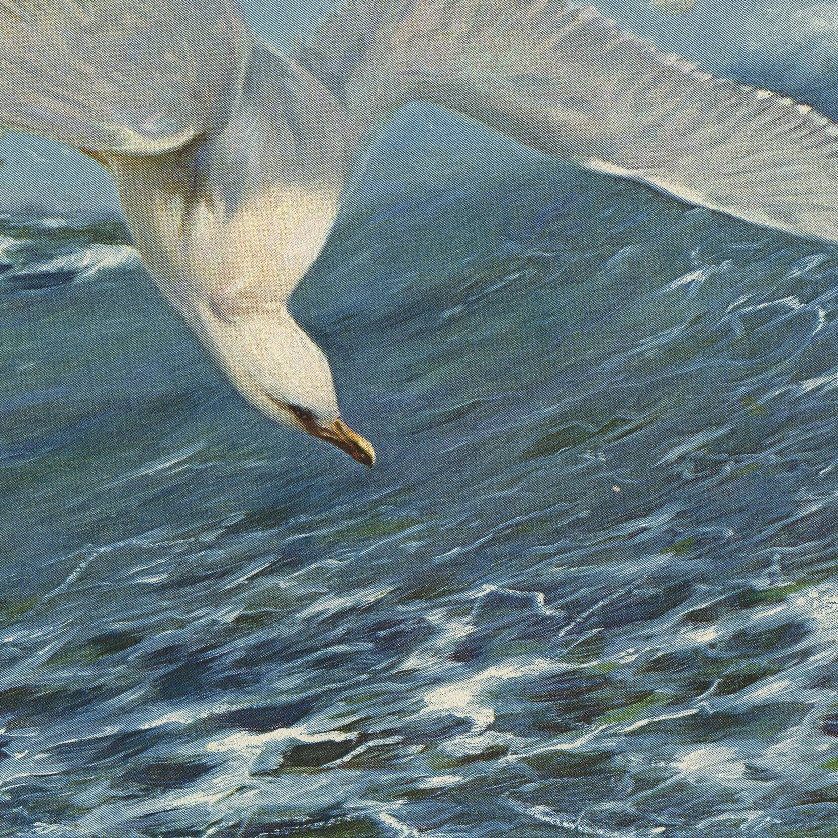 краснокрылый малимбус. птица в полёте. обыкновенный зимородок. пустельга трепещущий полет. тупик в полёте.