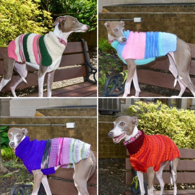 sighthound review whippets pdf