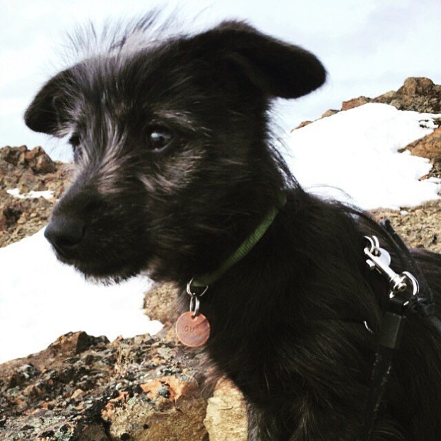 Best Friends Bone Dog Tag set HANDSTAMPED two bff dog tags Etsy