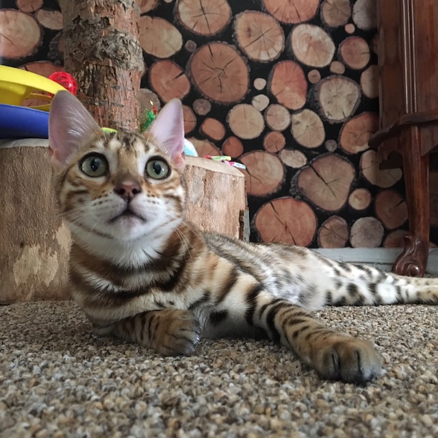 Butterfly Cat Jackets Walking Harness by ButterflyCatJackets