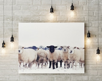 Sheep | Cows | Animals