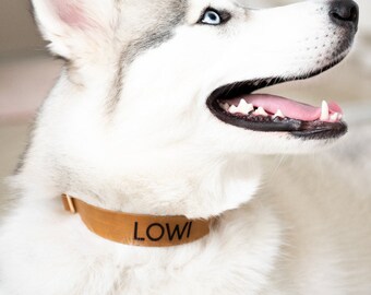 Dog Collars