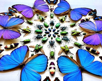 REAL INSECT ARTWORK