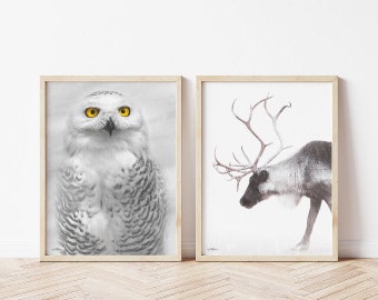 Wildlife Photography