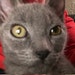 Buyer Avatar